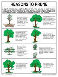 Jeanine Great Tree Planting And Care Information Trees To Plant Pruning Fruit Trees Plants