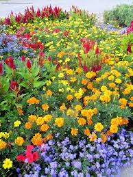 Where Or When Photo Petunias Flower Beds Flower Garden