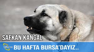 Safkan Kangal Kangal Aski Youtube