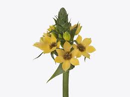 Image result for Ornithogalum pulchrum
