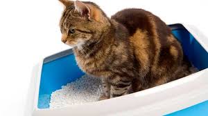 Kedi Dostlarimiz Evde Kotu Kokuya Sebep Olur Mu Ajanimo