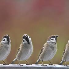 Did You Know That The Nouns For A Group Of Sparrows Include A Crew Knot Flutter Host And Quarrel Sparrow Birdsofinstagram Bird Natur Tiere Bilder Spatz