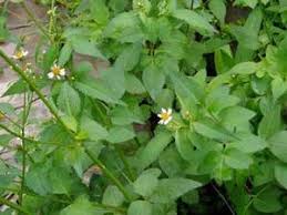 Image result for Tridax