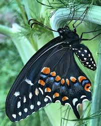 Image result for Vepris bachmannii