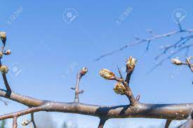 It is starting to produce green buds. Buds Bloom In Spring On A Pear Tree In The Garden Stock Photo Picture And Royalty Free Image Image 149104726