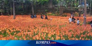 Penampakan sejumlah dokumentasi foto kebun bunga begonia ini mampu mencuri dan menarik perhatian netizen. Kembali Mekar Kebun Amarilis Diserbu Pengunjung