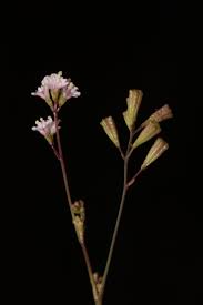 Image result for Boerhavia erecta