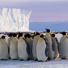 Here's a fun video of penguins (adelie, gentoo, and chinstrap) from my november 2009 trip to antarctica aboard the national geographic explorer. Art Wolfe In Search Of Emperor Penguins In Antarctica Digital Photography Review