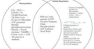 Cellular Respiration And Photosynthesis Venn Diagram Kozen