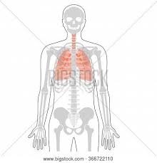 It also protects several vital organs of the chest, such as the heart, aorta, vena cava, and. Human Rib Cage Lungs Vector Photo Free Trial Bigstock