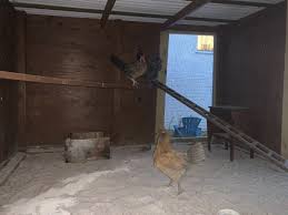 See this guide before buying your flock. Chicken Life Clementine Rules The Burlington Roost St Pete Fl Patch