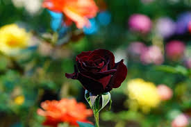 Maybe you would like to learn more about one of these? Page 2 Royalty Free Rose Painting Photos Free Download Pxfuel