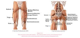The leg muscles are organized in 3 groups: Hip Pain Explained Including Structures Anatomy Of The Hip And Pelvis