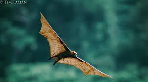 It is a rare fruit bat, and it is the largest bat in the world. Petition World Wildlife Fund Philippines Save The Giant Golden Crowned Flying Fox Acerodon Julbatus Change Org