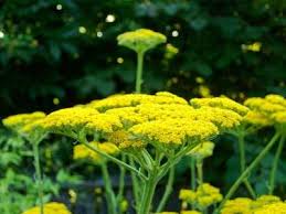 Leaves yellow perennial flowers identification. Types Of Yellow Flowers Plants That Give Stunning Color To Your Garden