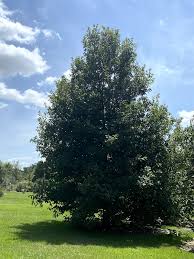 Texas is generally in the central time zone, and its west border corner region is in the moutain time zone.cities in central standard time zone include houston, lubbock, san antonio, abilene, odessa and amarillo. Monterrey Oak Trees For Sale Ready To Plant Wildtree