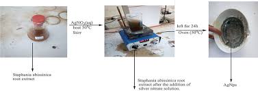 Image result for Stephania abyssinica