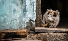 How is a stray cat different from a feral cat? What To Do If You Ve Found A Stray Cat Catcuddles London Cat Sanctuary