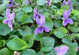 The wild violets are popping up everywhere! Harvesting Wild Violets In Springtime