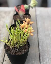 Ease them into full morning sun when outdoor temperatures are at least 45 to 50 degrees f. Look At That Watch Chain Thrive This Succulent Studios Facebook