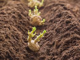 Uncooked potato tubers isolated over the white background. Growing Potato Plants Information On Planting Depth Of Potatoes