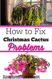 Christmas Cactus Problems And How To Fix Them Christmas Cactus Care Christmas Cactus Plant Cactus Care