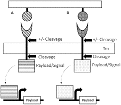 More images for 2002 western star 5964 hvac diagram » Dhfr Tunable Protein Regulation Suri Vipin Et Al Obsidian Therapeutics Inc
