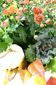 Enjoy free shipping on most stuff, even big stuff. Caring For Fall Mums Indoors Stonegable