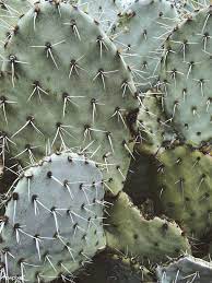 Opuntia violaceae prickly pear cactus cutting. Close Up Of A Prickly Pear Cactus Free Image By Rawpixel Com Megan Rogers Prickly Pear Photography Cactus Pictures Prickly Pear Cactus