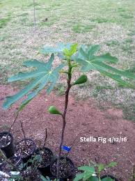 Maybe you would like to learn more about one of these? Figs Fort Smith Fig Trees Cuttings Spring 2016 Continued