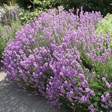 Lavandula Angustifolia Jamlitz Garten Lavendel Garten Lavendel Pflanzen Staudengarten