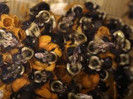 Bumble bee nests may be found within tunnels in the ground made by other animals, or in tussock grass as opposed to carpenter bees that burrow into wood. How Do I Identify A Bumblebee Nest Abc Humane Wildlife Control And Prevention