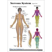 Posted on march 8, 2016 by admin. Nervous System Anatomical Chart