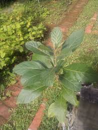 Image result for Vernonia amygdalina