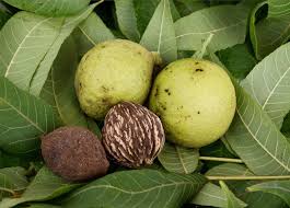 Maybe you would like to learn more about one of these? 15 Things You Don T Know About Nuts In Pennsylvania Pennlive Com