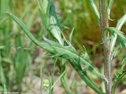 Image result for Tridactyle tricuspis