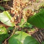 Image result for Parinari capensis