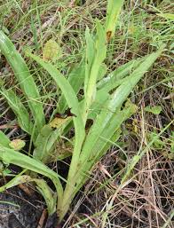 Image result for Disa polygonoides