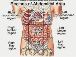 9 anatomical quadrants, anatomical quadrants and regions, anatomical quadrants of the abdomen, anatomical quadrants of the body, four abdominal quadrants, human anatomy, 9 anatomical quadrants, anatomical. Abdominopelvic Regions And Quadrants