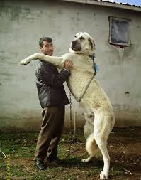 These dogs are the biggest dog in the turkey. Big Turkish Dog Breed Online Shopping