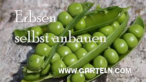 Sativum) gehört zur familie der hülsenfrüchtler (fabaceae) und ist. Erbsen Pflanzen Videotipp Youtube