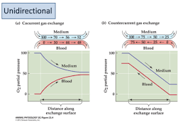Gas Exchange In Animals By Madeleine | Ppt