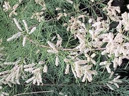 Image result for Tamarix usneoides