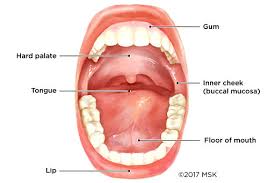 Mouth cancer is a general term for any one of the oral cancers that effect the lips, tongue, inside the mouth, throat, or the cheeks. Avoid Mouth Cancer In 2021 Alexandria Smiles