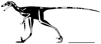 Image result for Dinophora spenneroides