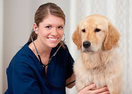 Was kostet ein dna test? Got So Viel Kostet Dein Tierarztbesuch Mit Hund Vs