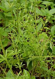 Image result for foto moud Forsterův