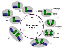 Check spelling or type a new query. Disjunction Of Conjoined Twins Cdk1 Cdh1 And Separation Of Centrosomes Cell Division Full Text