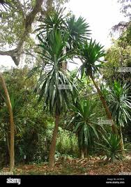 Image result for Dracaena steudneri
