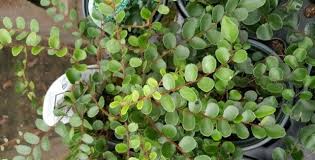 Image result for Pellaea boivinii